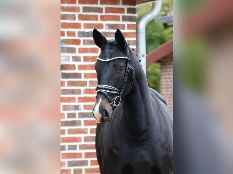 Oldenburger Merrie 4 Jaar 165 cm Zwartbruin in Bramsche
