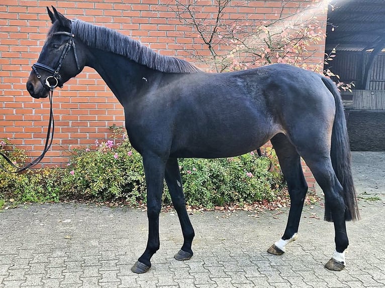 Oldenburger Merrie 4 Jaar 165 cm Zwartbruin in Hankensbüttel