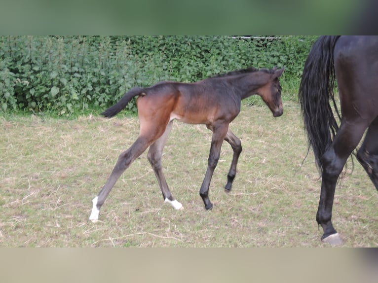 Oldenburger Merrie 4 Jaar 165 cm Zwartbruin in Hankensbüttel