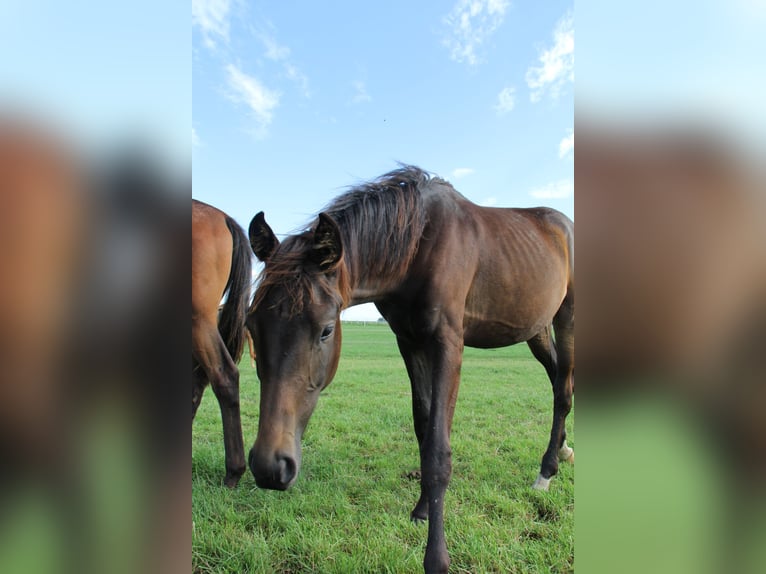 Oldenburger Merrie 4 Jaar 165 cm Zwartbruin in Hankensbüttel