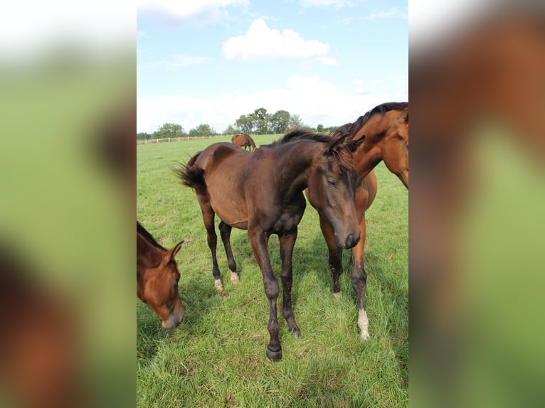 Oldenburger Merrie 4 Jaar 165 cm Zwartbruin in Hankensbüttel