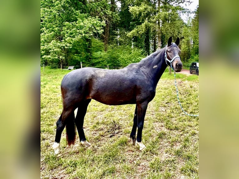 Oldenburger Merrie 4 Jaar 165 cm Zwartbruin in Perl