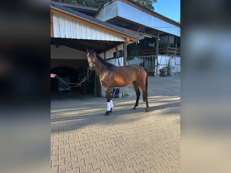 Oldenburger Merrie 4 Jaar 166 cm Bruin in Frankenhardt