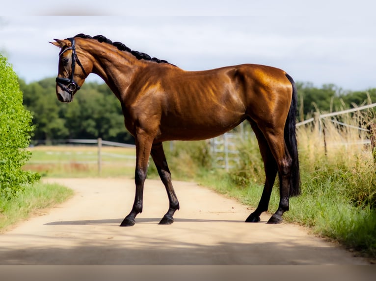 Oldenburger Merrie 4 Jaar 166 cm Bruin in Wintrich