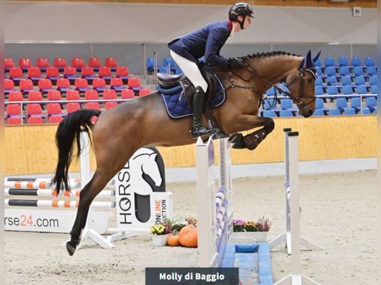 Oldenburger Merrie 4 Jaar 166 cm Bruin in Vechta