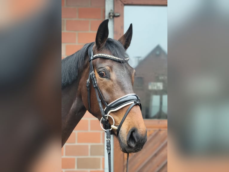 Oldenburger Merrie 4 Jaar 166 cm Donkerbruin in Vechta