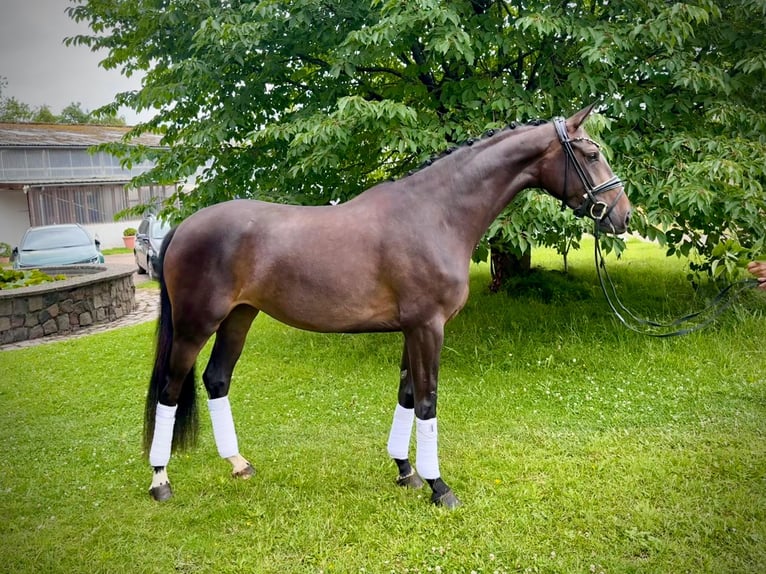 Oldenburger Merrie 4 Jaar 166 cm Donkerbruin in Schierensee