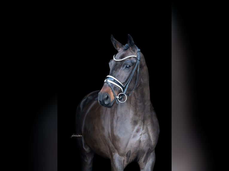 Oldenburger Merrie 4 Jaar 166 cm Donkerbruin in Lehrberg