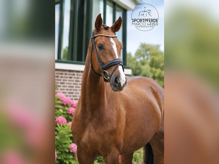 Oldenburger Merrie 4 Jaar 166 cm Donkere-vos in Wiefelstede