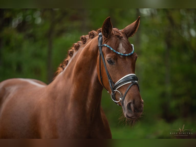 Oldenburger Merrie 4 Jaar 166 cm Vos in Wehringen