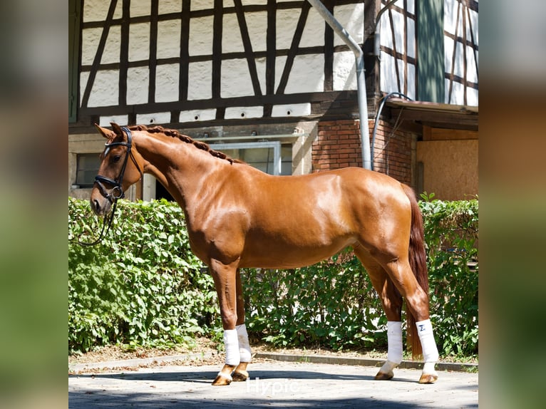 Oldenburger Merrie 4 Jaar 166 cm Vos in Bad Boll