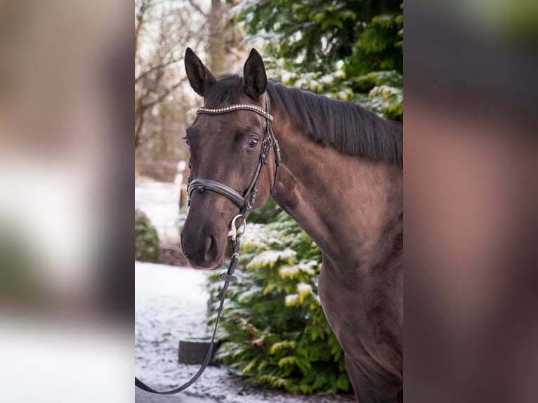 Oldenburger Merrie 4 Jaar 166 cm Zwart in Berne