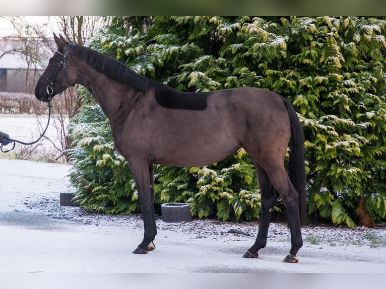 Oldenburger Merrie 4 Jaar 166 cm Zwart in Berne