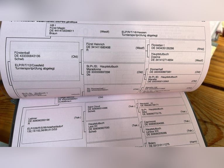 Oldenburger Merrie 4 Jaar 166 cm Zwart in Berne