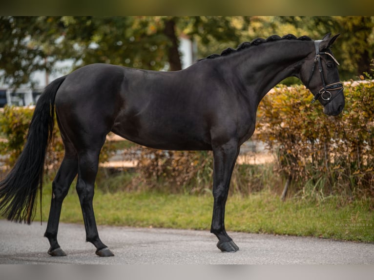 Oldenburger Merrie 4 Jaar 166 cm Zwart in Wehringen