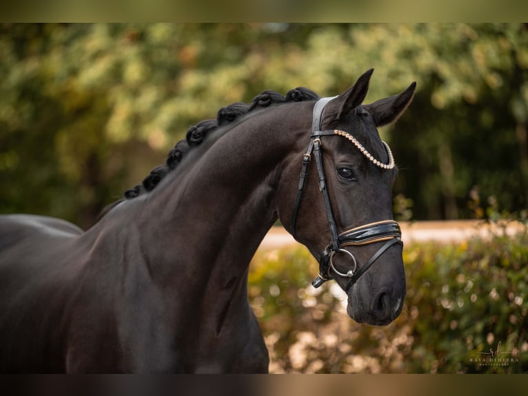 Oldenburger Merrie 4 Jaar 166 cm Zwart in Wehringen