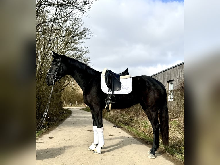 Oldenburger Merrie 4 Jaar 166 cm Zwart in Roeser