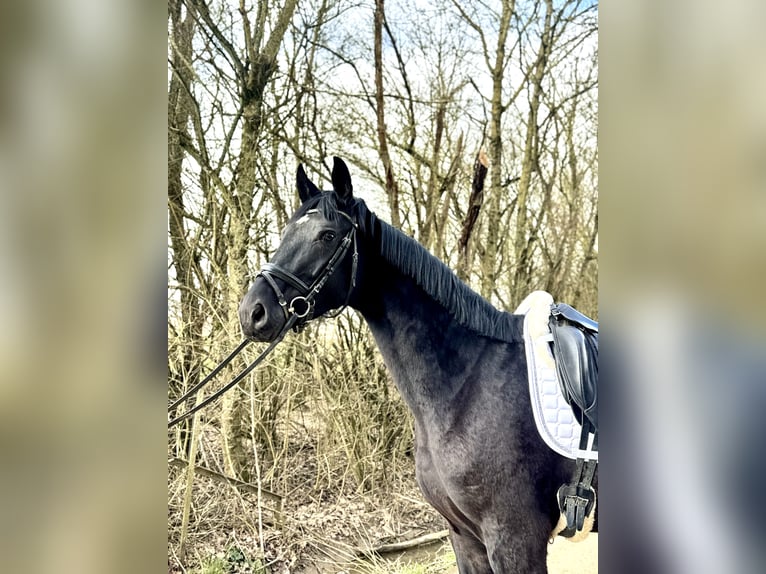 Oldenburger Merrie 4 Jaar 166 cm Zwart in Roeser