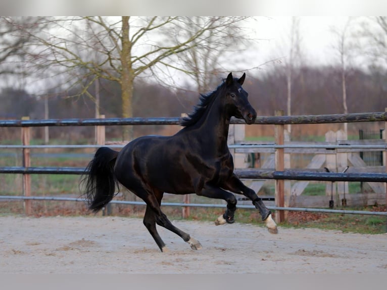 Oldenburger Merrie 4 Jaar 166 cm Zwart in Harreveld