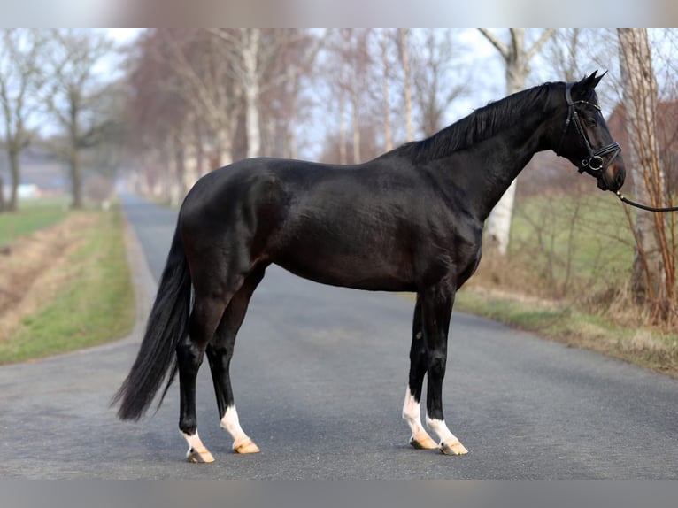 Oldenburger Merrie 4 Jaar 166 cm Zwart in Harreveld