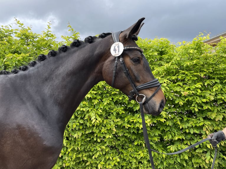 Oldenburger Merrie 4 Jaar 166 cm Zwartbruin in Bakum
