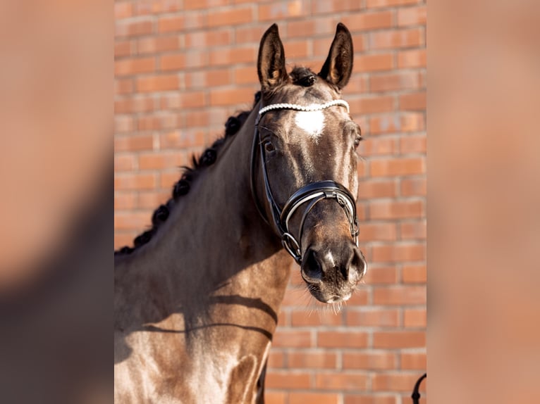 Oldenburger Merrie 4 Jaar 166 cm Zwartbruin in Westerstede