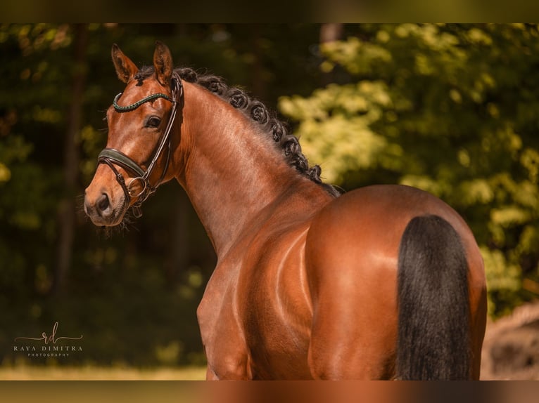 Oldenburger Merrie 4 Jaar 167 cm Bruin in Wehringen