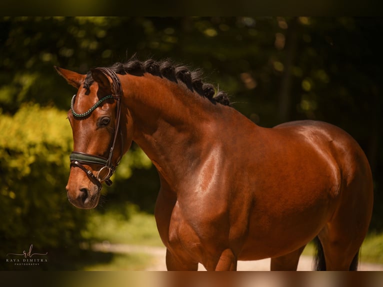 Oldenburger Merrie 4 Jaar 167 cm Bruin in Wehringen