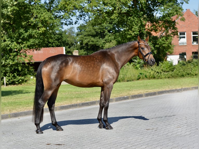 Oldenburger Merrie 4 Jaar 167 cm Bruin in Großefehn Timmel