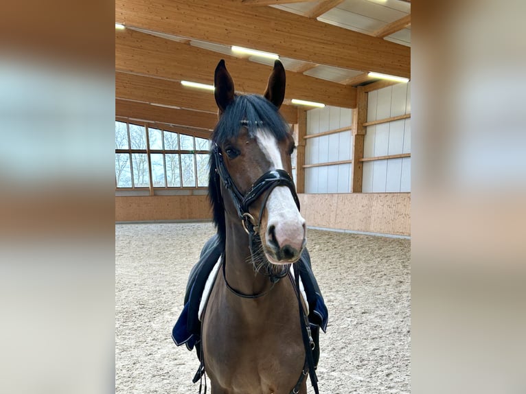 Oldenburger Merrie 4 Jaar 167 cm Bruin in Hohen Wieschendorf