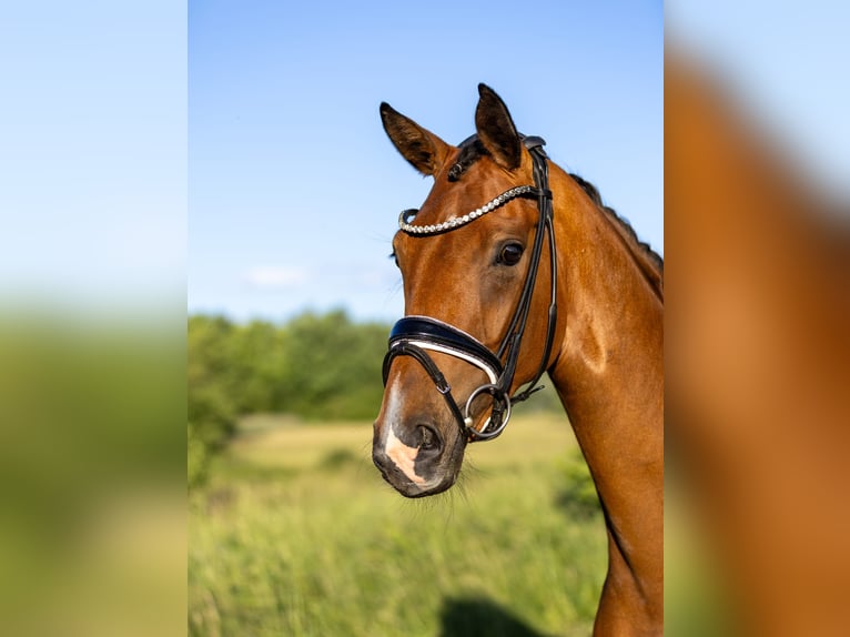 Oldenburger Merrie 4 Jaar 167 cm Bruin in Rosenheim