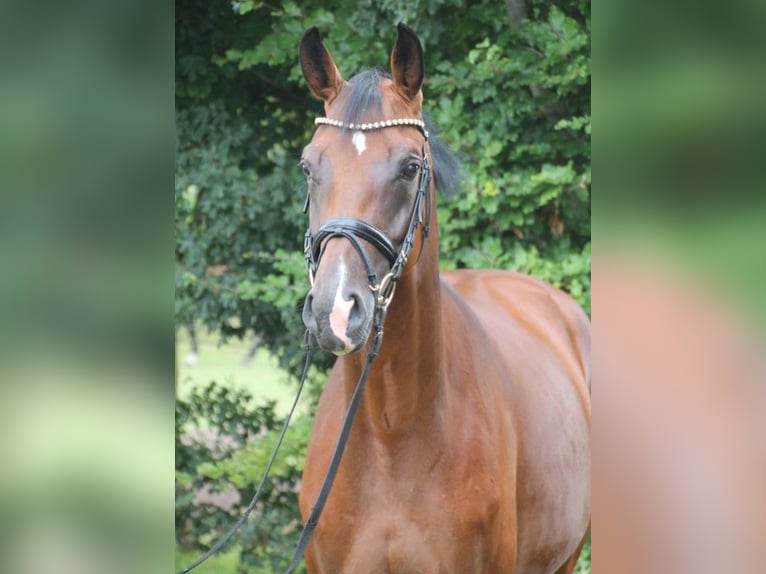 Oldenburger Merrie 4 Jaar 167 cm Bruin in Damme