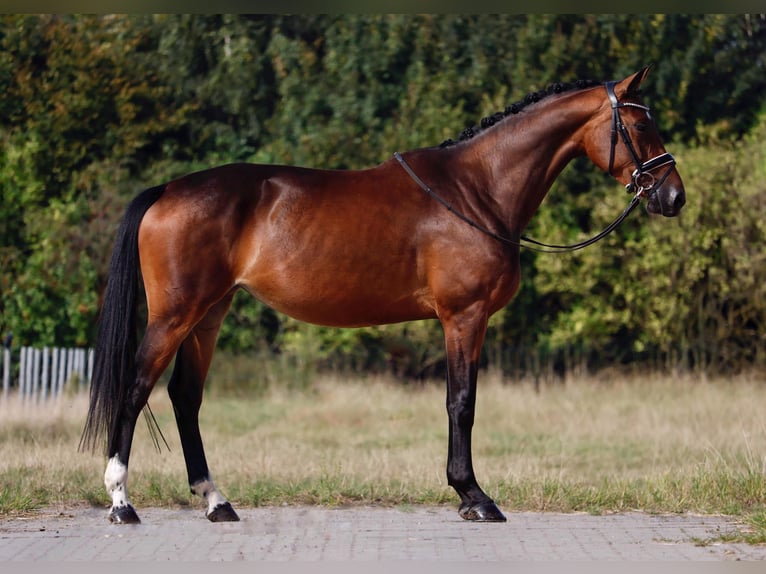 Oldenburger Merrie 4 Jaar 167 cm Donkerbruin in Geeste