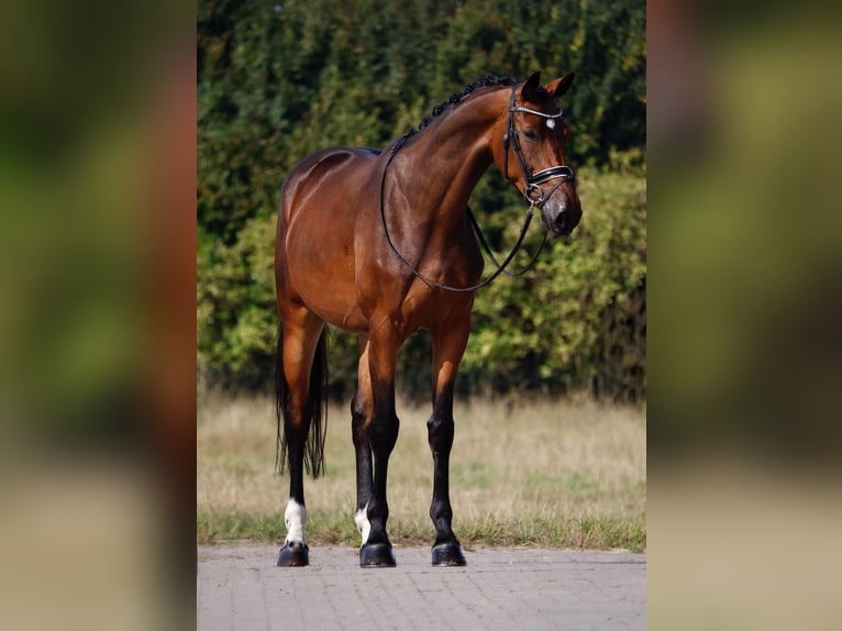 Oldenburger Merrie 4 Jaar 167 cm Donkerbruin in Geeste