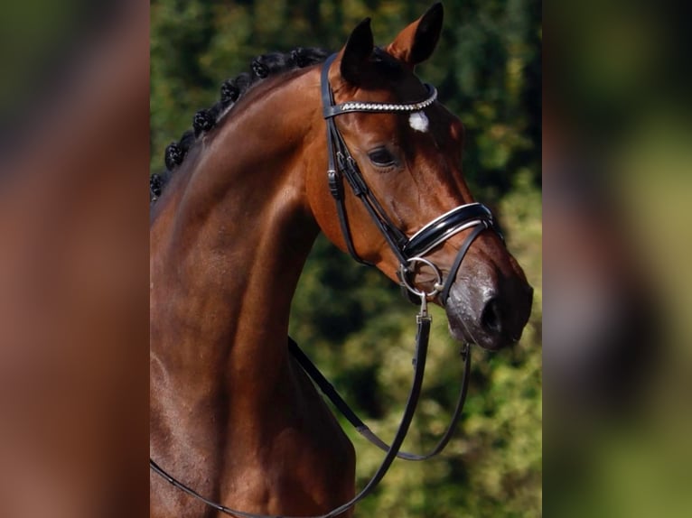 Oldenburger Merrie 4 Jaar 167 cm Donkerbruin in Geeste