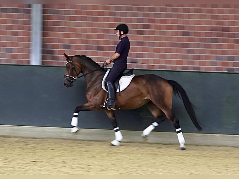 Oldenburger Merrie 4 Jaar 167 cm Donkerbruin in Geeste