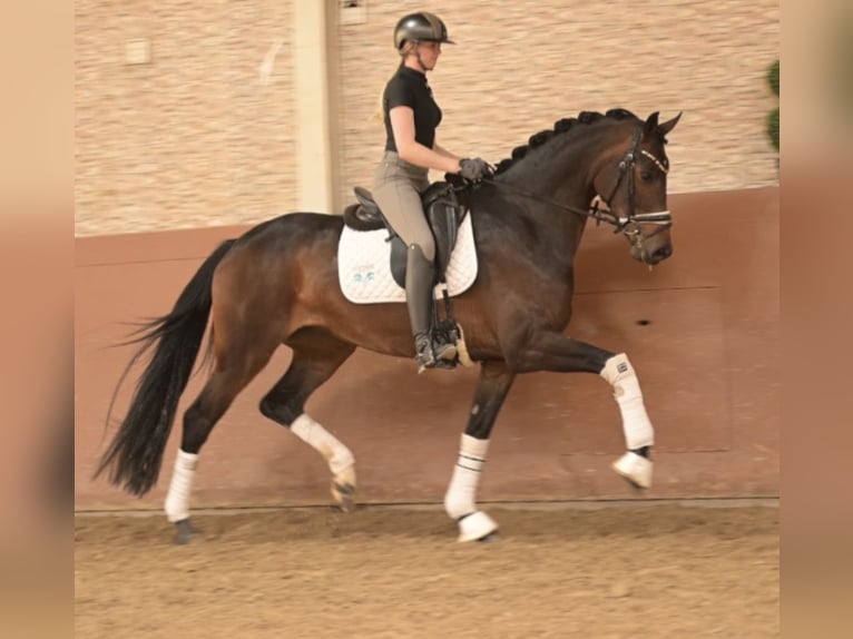 Oldenburger Merrie 4 Jaar 167 cm Donkerbruin in Wehringen