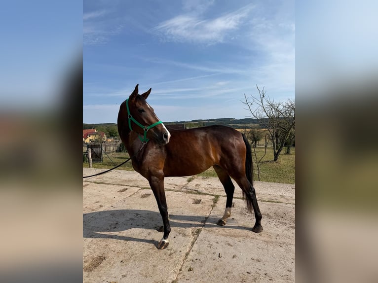 Oldenburger Merrie 4 Jaar 167 cm Donkerbruin in Kleinfurra