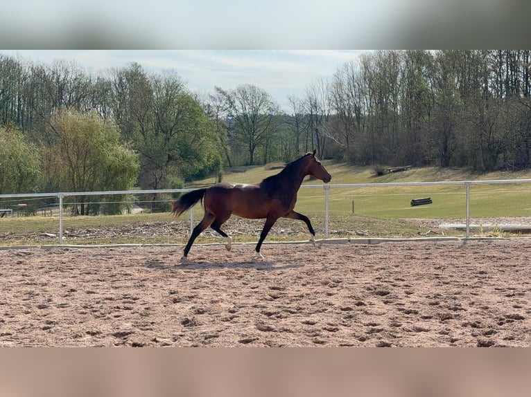 Oldenburger Merrie 4 Jaar 167 cm Donkerbruin in Kleinfurra
