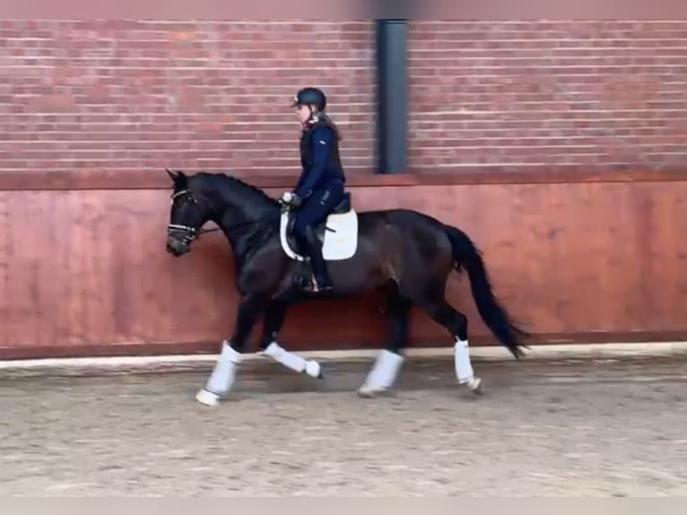 Oldenburger Merrie 4 Jaar 167 cm Donkerbruin in Briesen