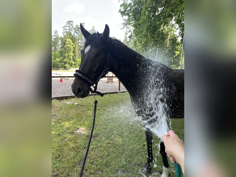 Oldenburger Merrie 4 Jaar 167 cm Donkerbruin in Briesen