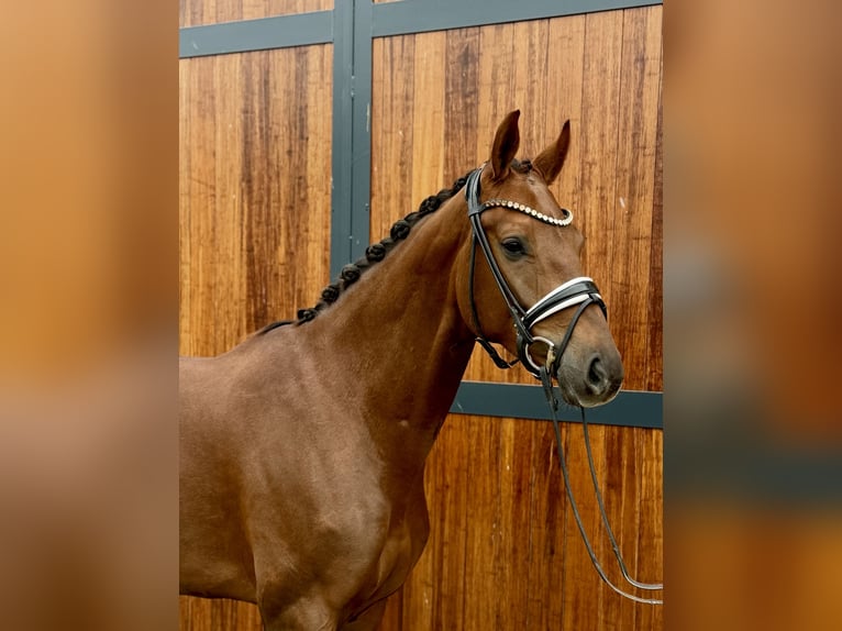 Oldenburger Merrie 4 Jaar 167 cm Donkere-vos in Münster