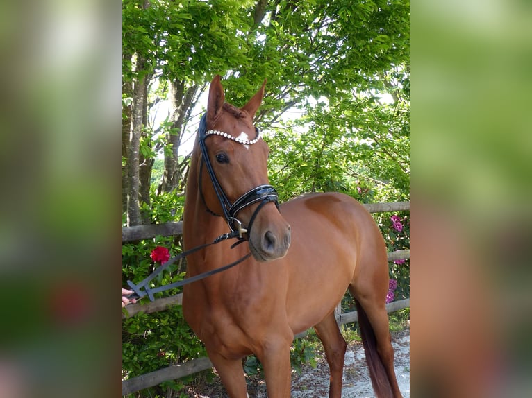 Oldenburger Merrie 4 Jaar 167 cm Vos in Drantum