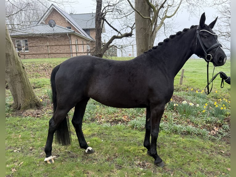 Oldenburger Merrie 4 Jaar 167 cm Zwart in Neuenkirchen-Vörden