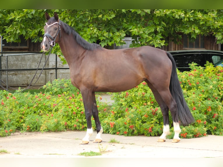 Oldenburger Merrie 4 Jaar 167 cm Zwart in Valluhn