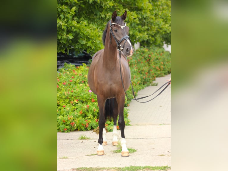Oldenburger Merrie 4 Jaar 167 cm Zwart in Valluhn