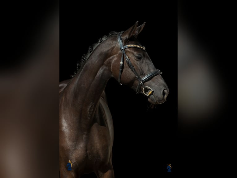 Oldenburger Merrie 4 Jaar 167 cm Zwart in Karlsfeld