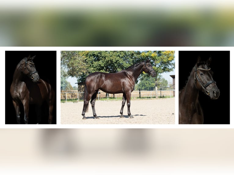 Oldenburger Merrie 4 Jaar 167 cm Zwart in Karlsfeld