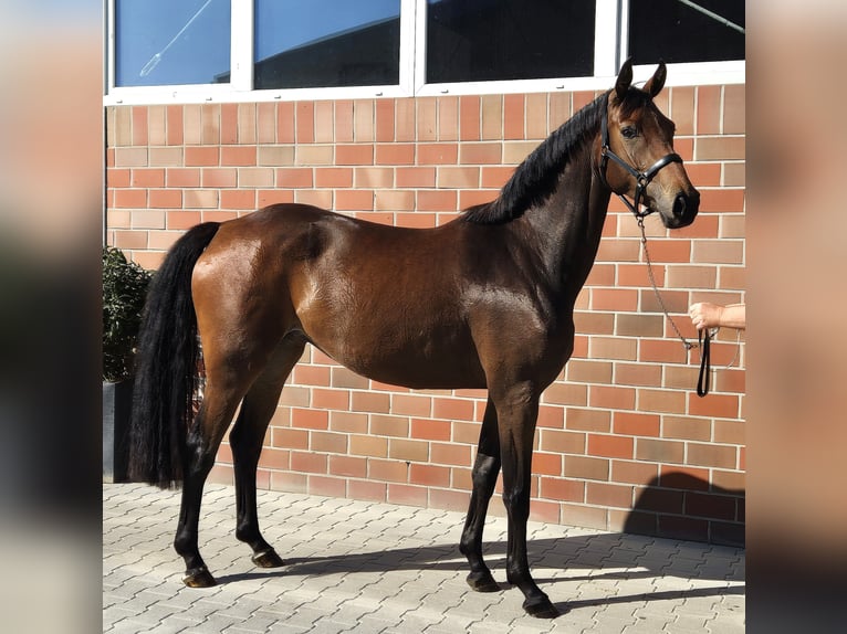 Oldenburger Merrie 4 Jaar 168 cm Bruin in Westerstede