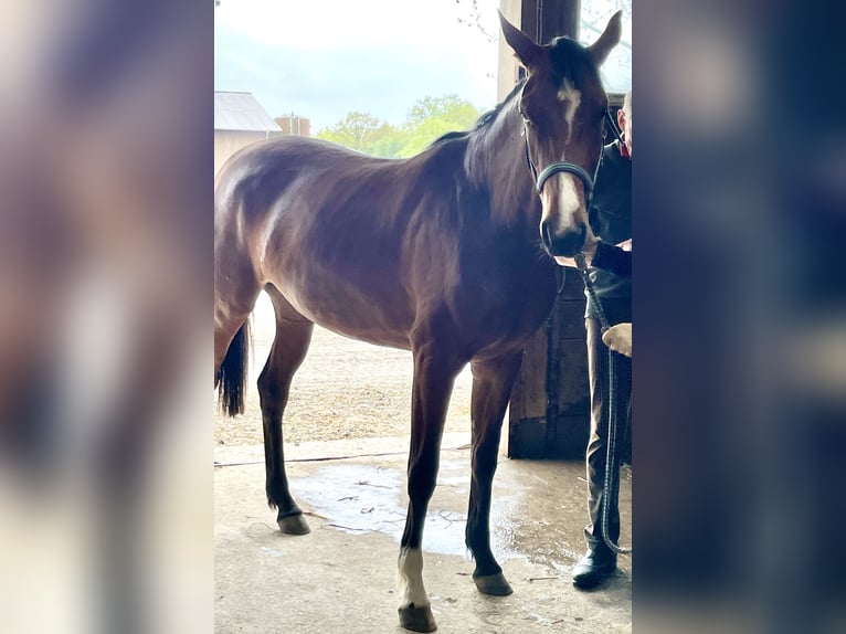 Oldenburger Merrie 4 Jaar 168 cm Bruin in Blekendorf